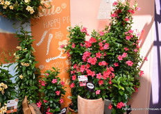 Nog een hightlight van MNP was de Sundaville Fuchsia Pink.